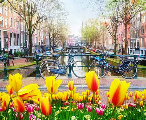 Tulips in Amsterdam